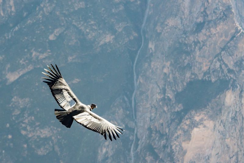Andean Condor grafika