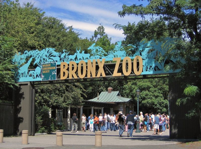 Bronx Zoo grafika
