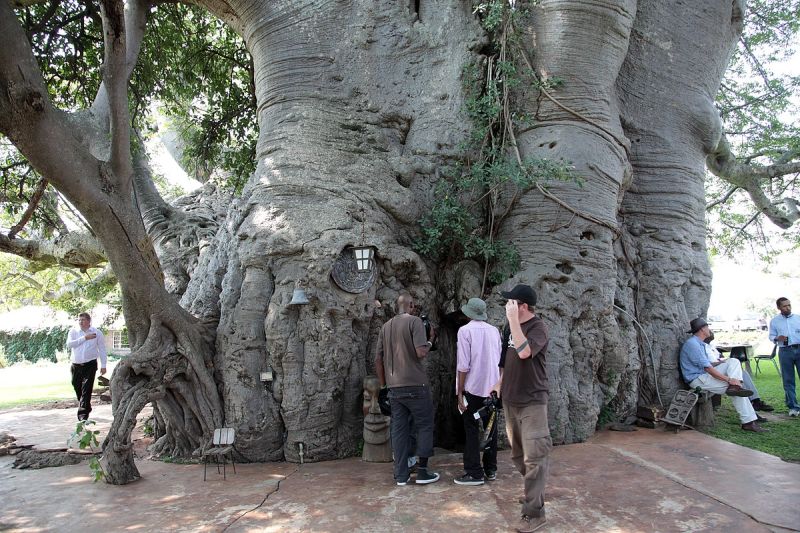 10 trees with the largest trunk diameter